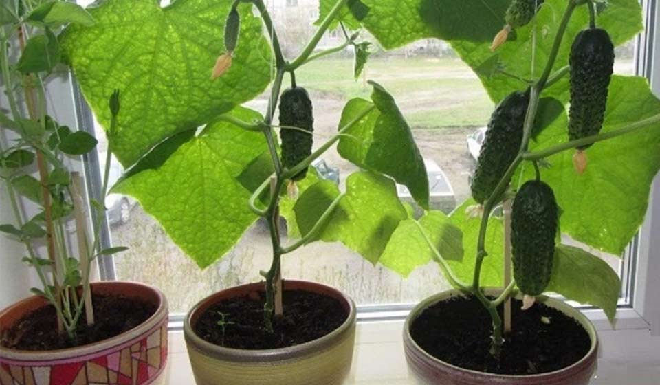 NIKA SEEDS - Vegetable Indoor Cucumber F1 Self-Pollinating All Seasons Vine Plant for Pickling